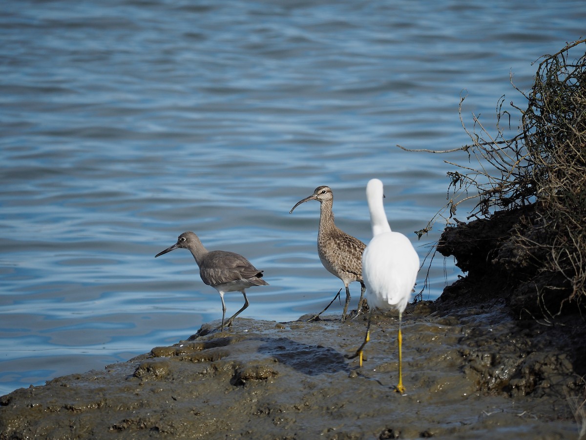 Willet (Western) - ML43810461