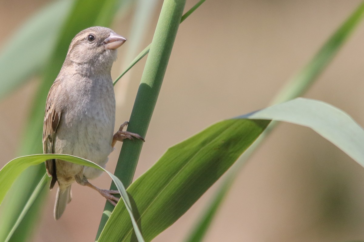 Spanish Sparrow - ML438104911