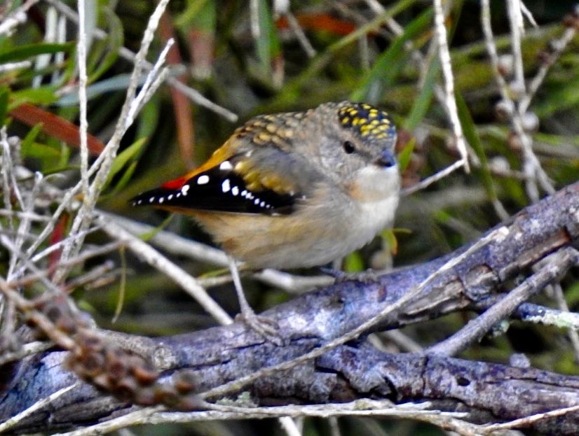 Spotted Pardalote - Lissa Ryan