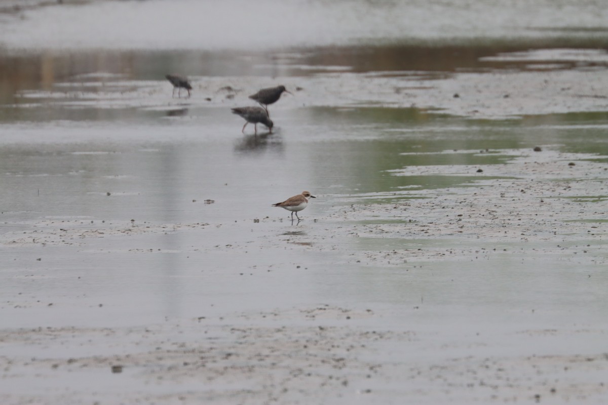 Greater Sand-Plover - Henry Zhang