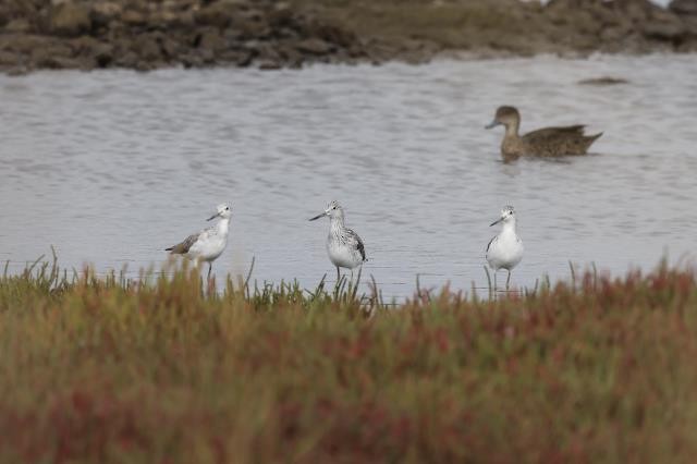 Common Greenshank - ML438106761