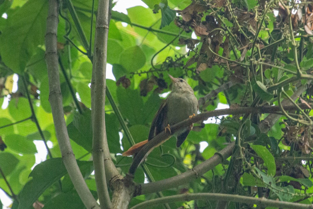 Crested Spinetail - ML438109151