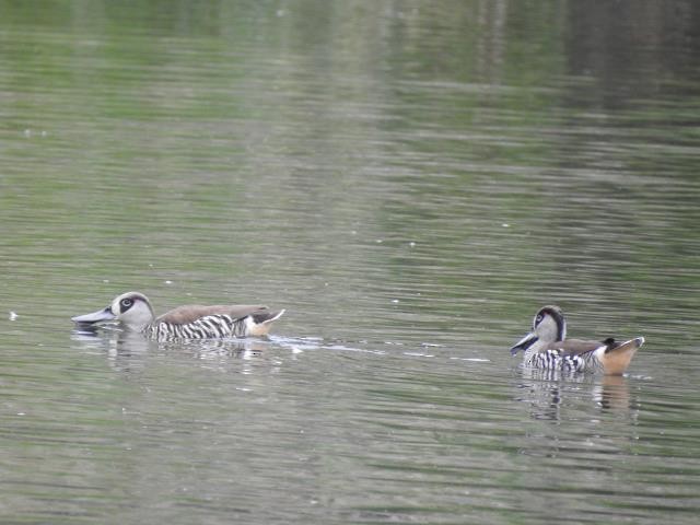 Pink-eared Duck - ML438109621