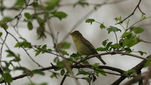 Icterine Warbler - ML438110391