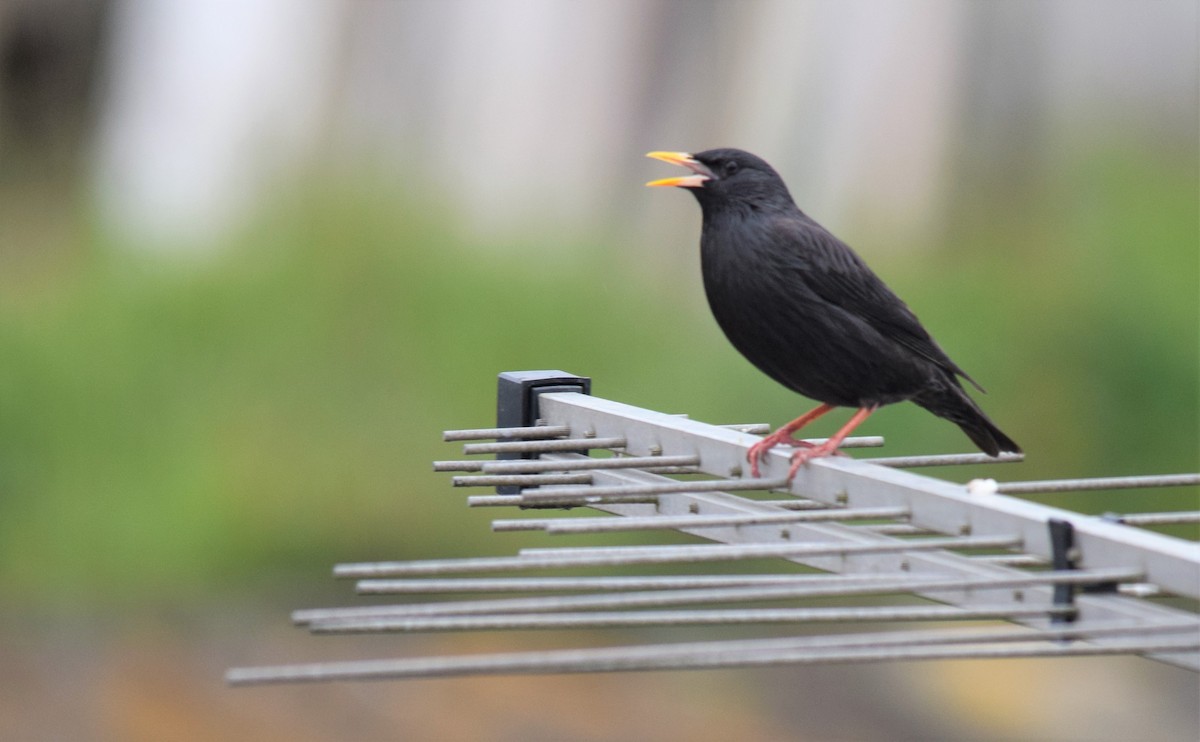 Spotless Starling - ML438110491