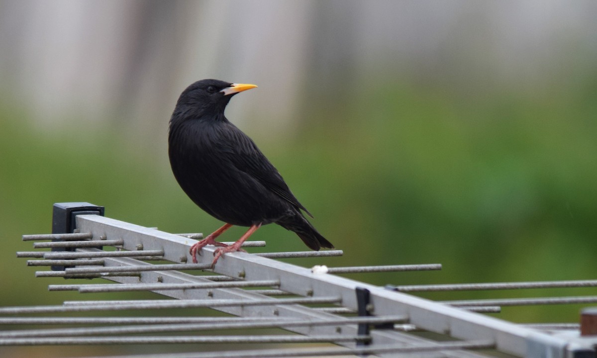 Spotless Starling - ML438110501