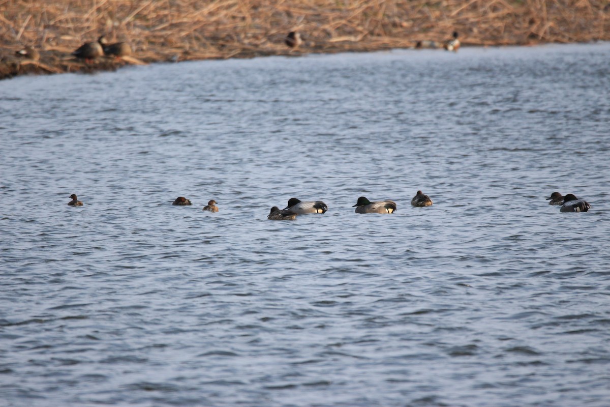 שרשיר חרמש - ML438111051