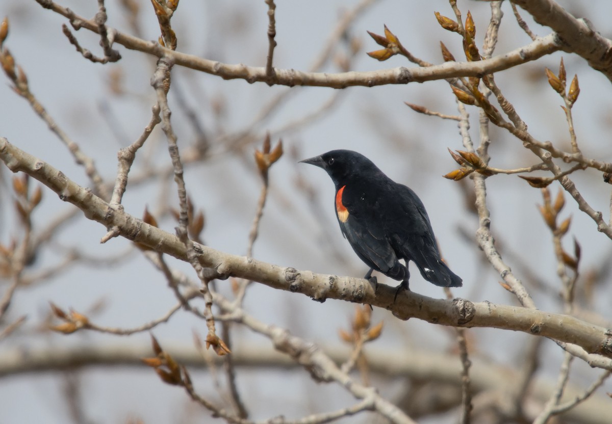 Red-winged Blackbird - ML438112111