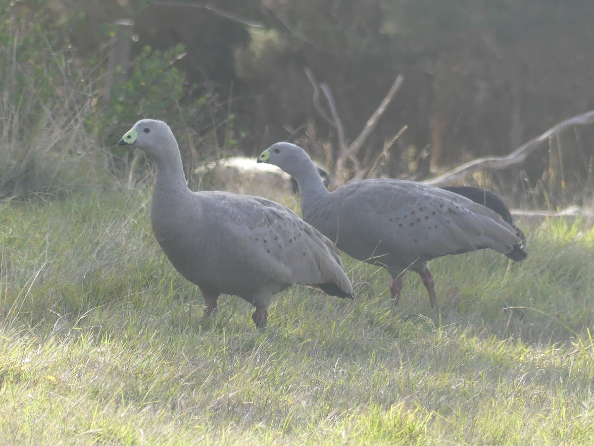 Cape Barren Goose - ML438112721