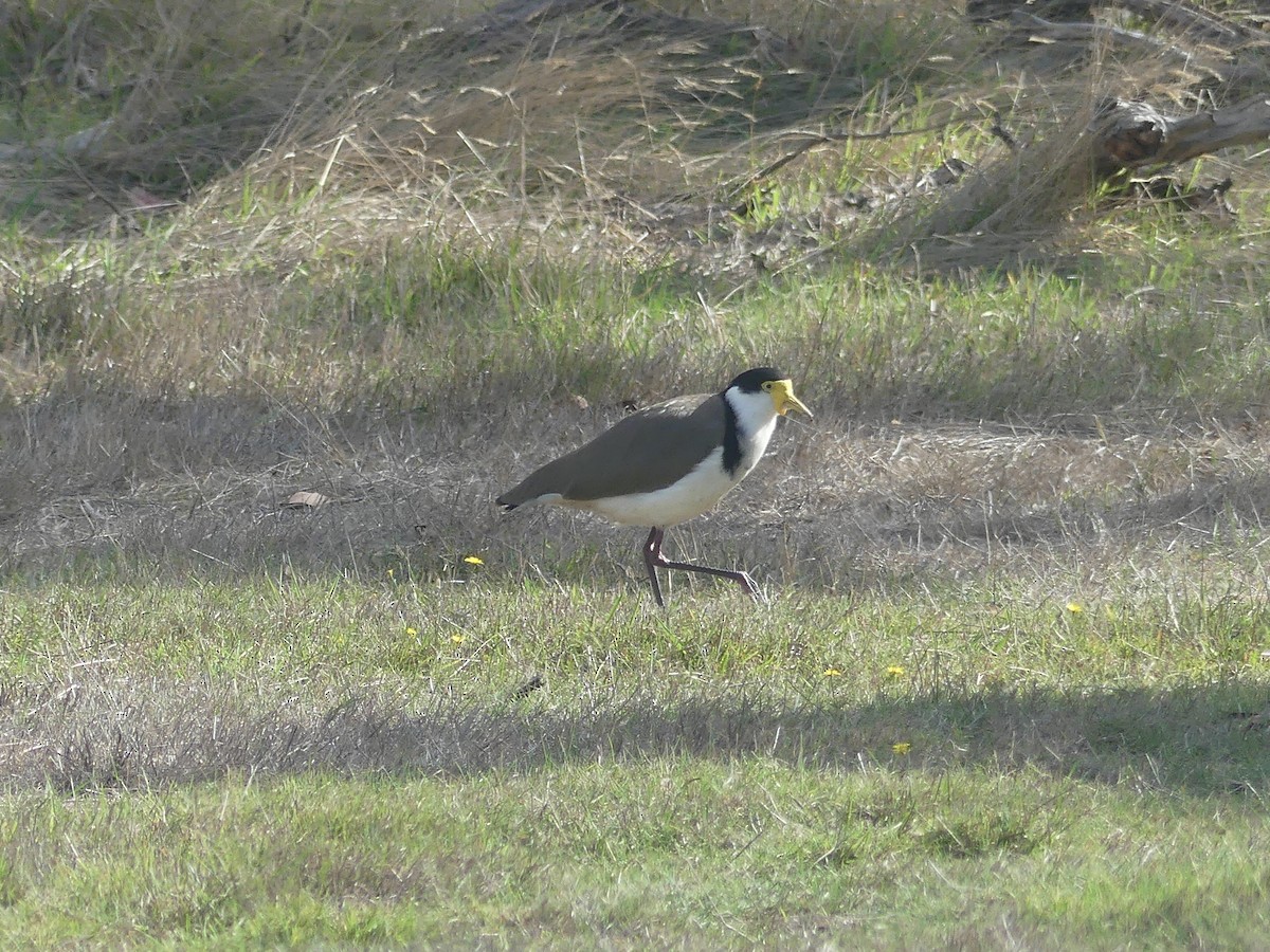 Masked Lapwing - ML438112751