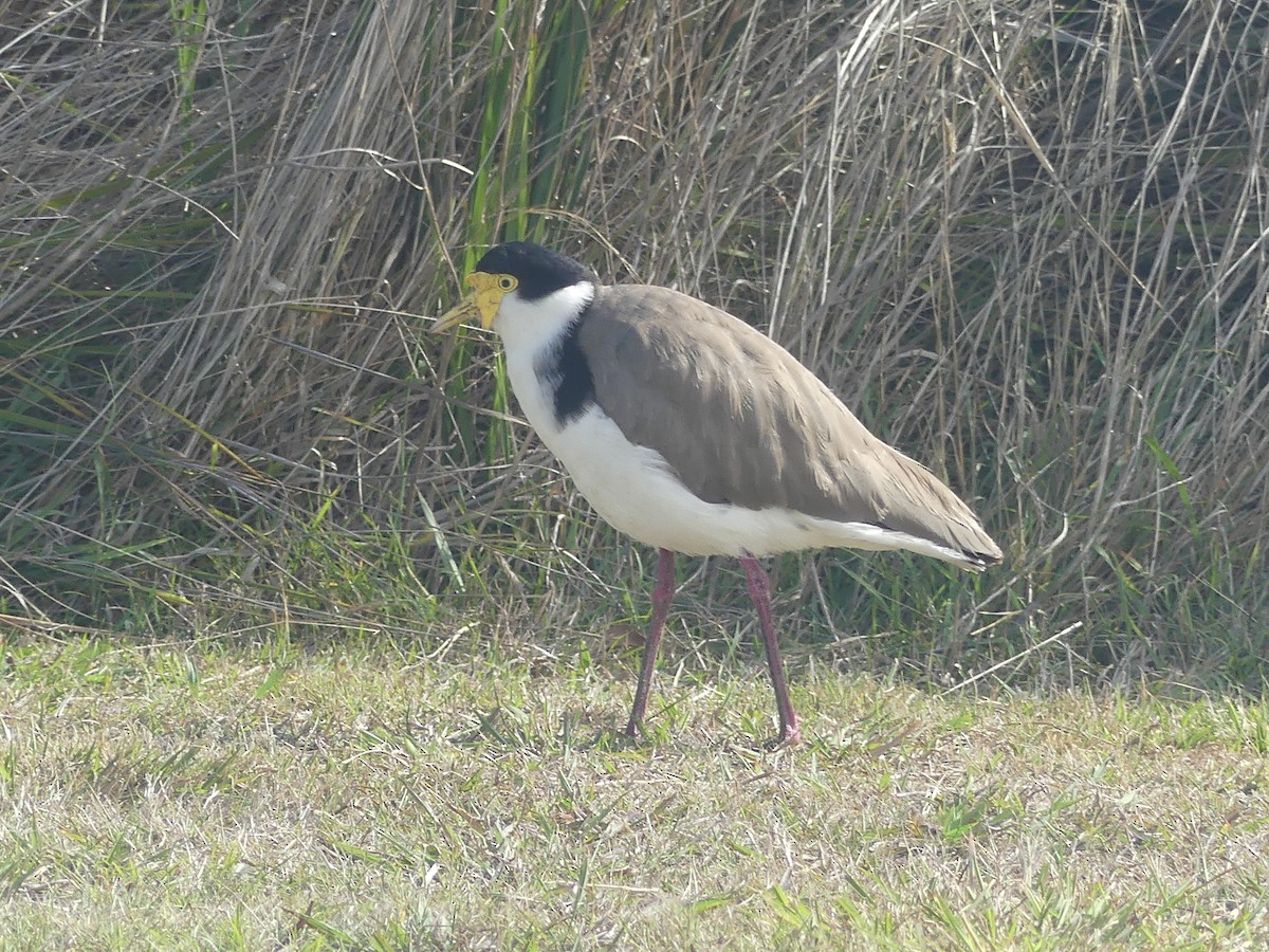 Masked Lapwing - ML438112791