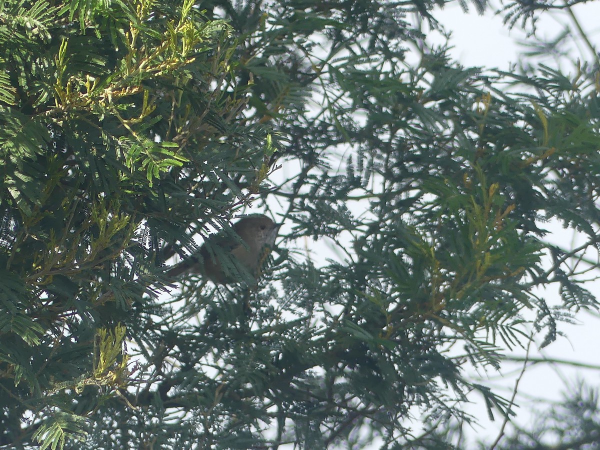 Brown Thornbill - ML438113141