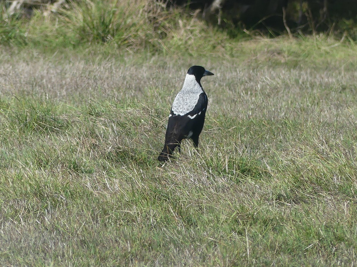 Australian Magpie - ML438113151