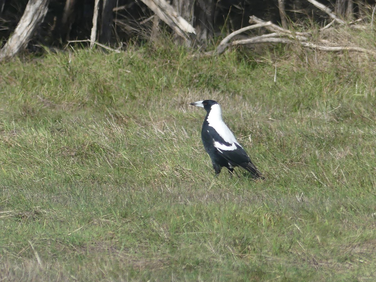 Australian Magpie - ML438113161