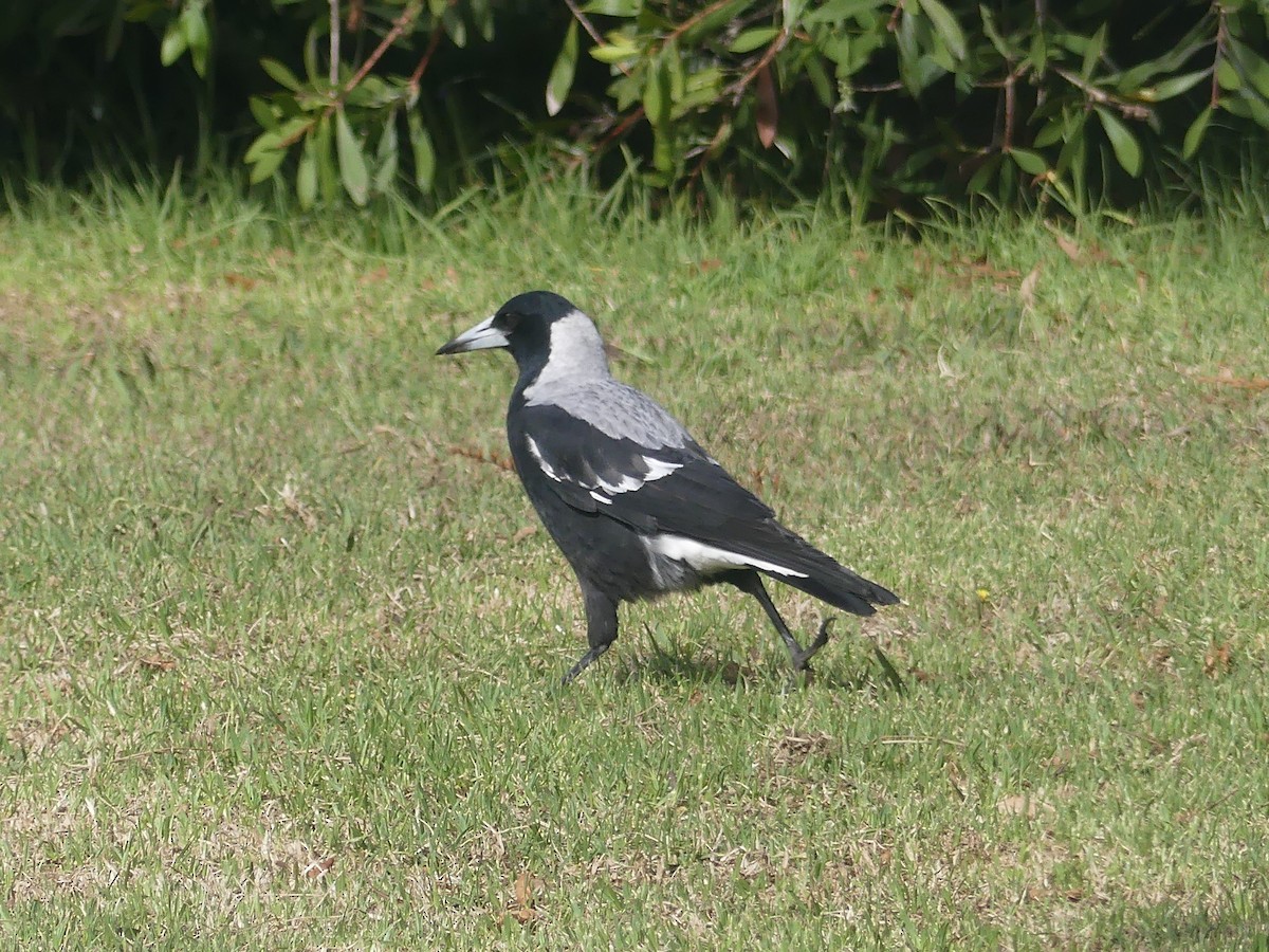 Australian Magpie - ML438113181