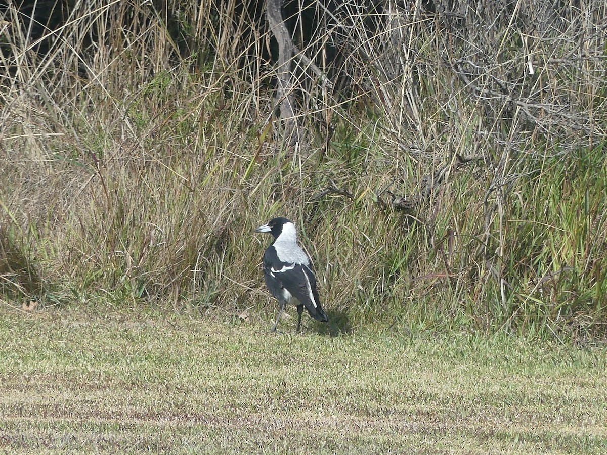 Australian Magpie - ML438113191