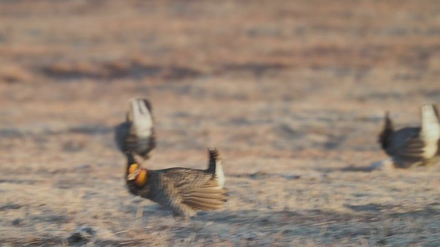 Greater Prairie-Chicken - ML438115621