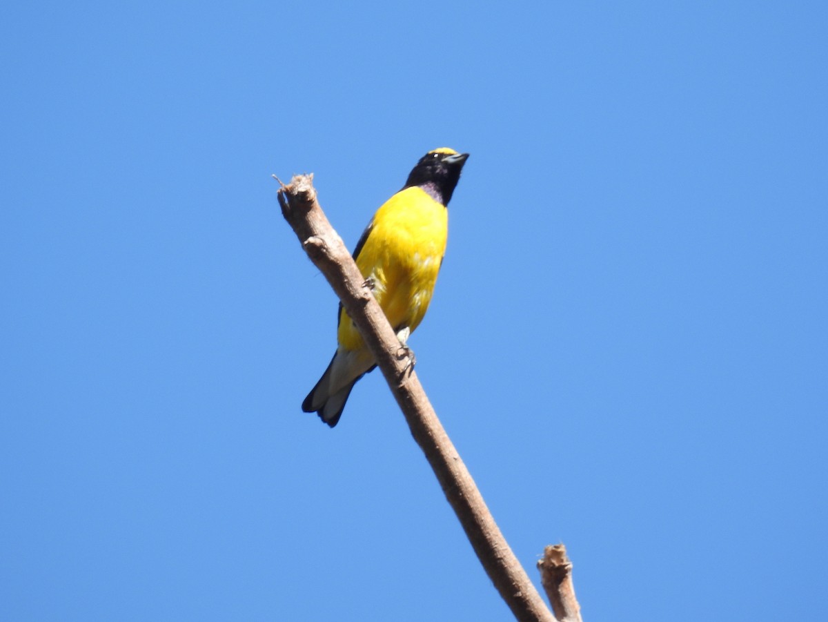 West Mexican Euphonia - ML438118861