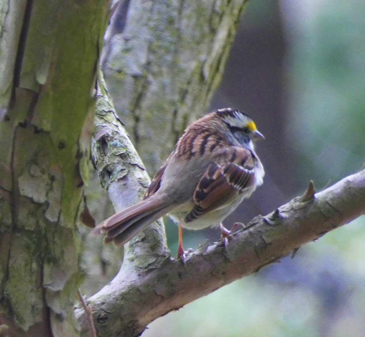 White-throated Sparrow - Amber Piotter