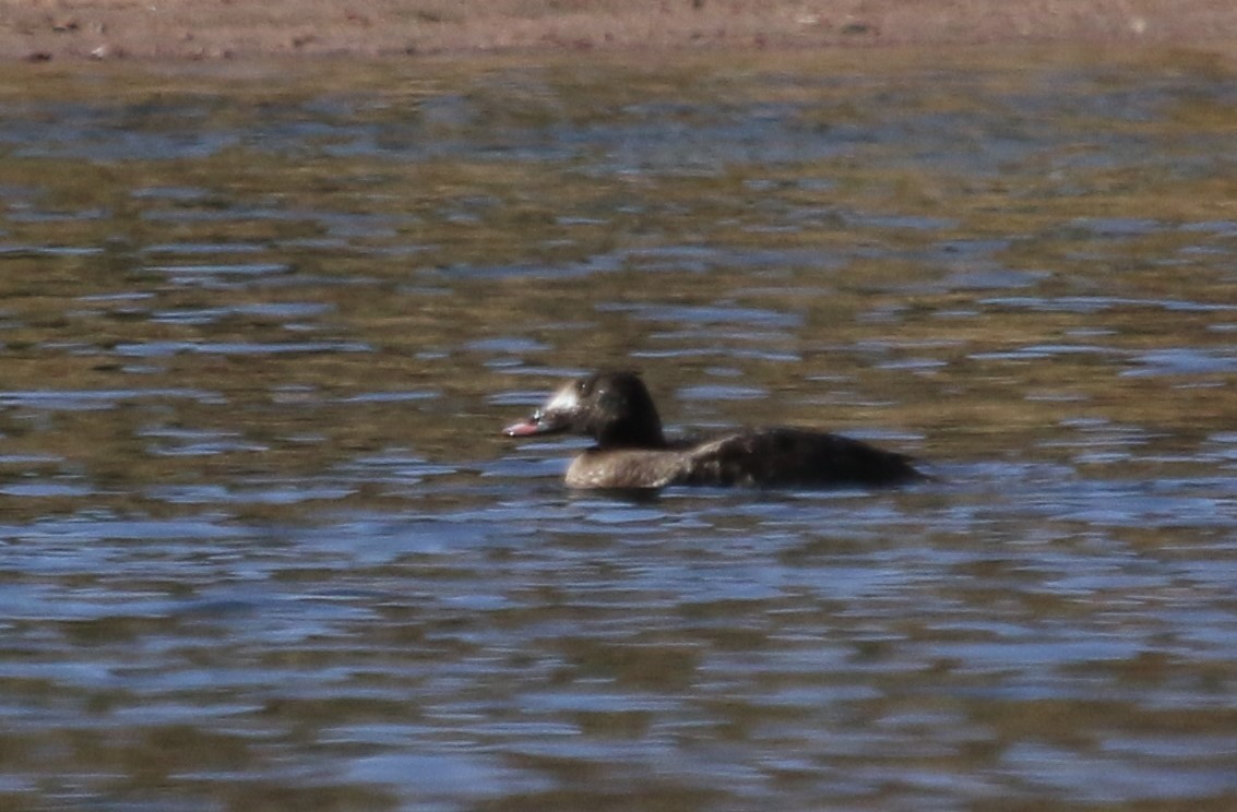 White-winged Scoter - ML438119911