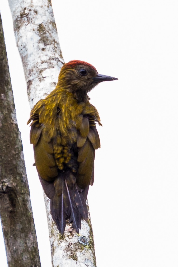 Red-stained Woodpecker - André  Mendes