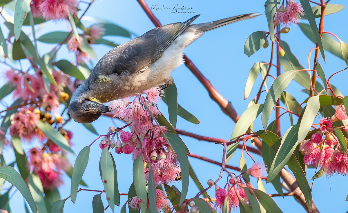 Little Friarbird - ML438120021