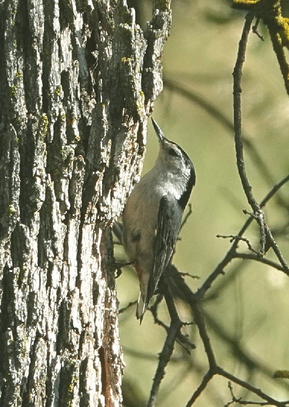 White-breasted Nuthatch - ML438120031