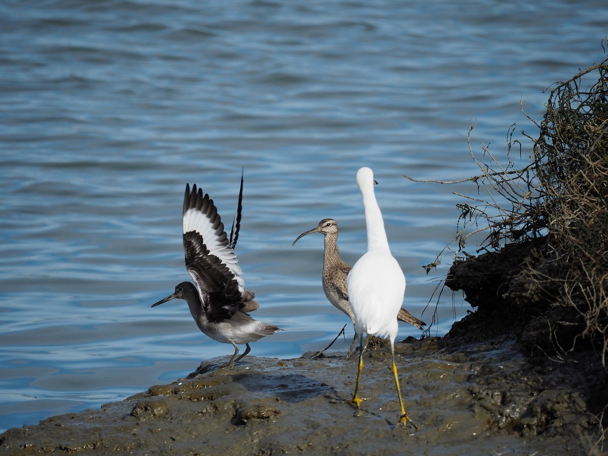 Playero Aliblanco (inornata) - ML43812111