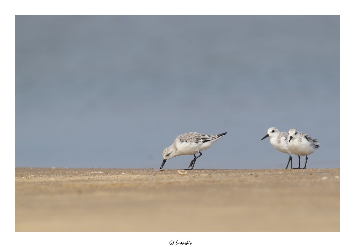 Sanderling - SADASHIV PUJARI