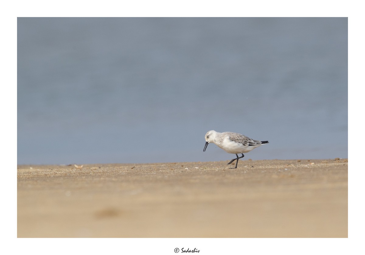 Sanderling - SADASHIV PUJARI