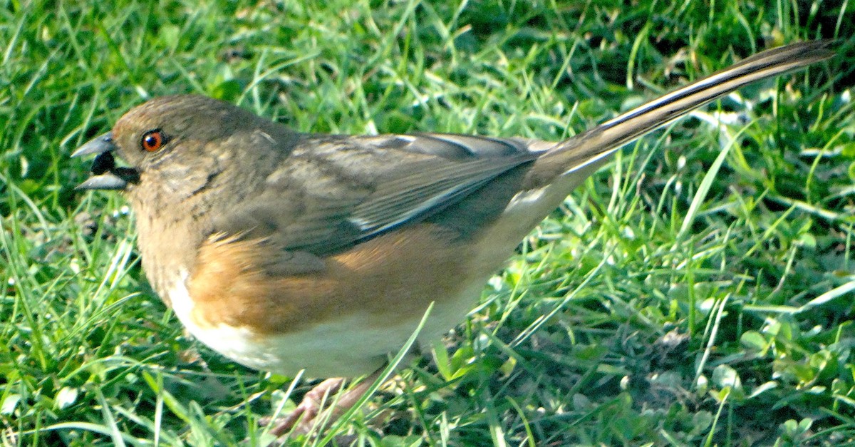 Eastern Towhee - ML438121741