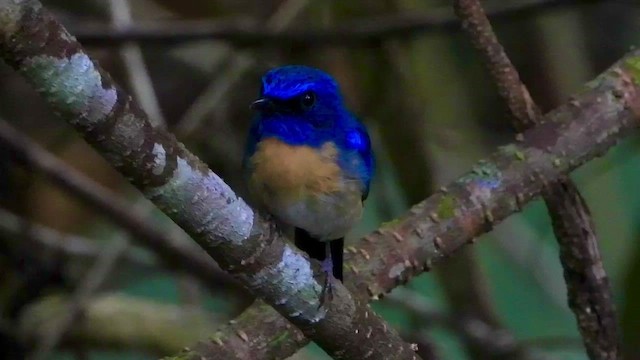 Malaysian Blue Flycatcher - ML438122471