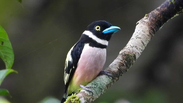 Black-and-yellow Broadbill - ML438122561