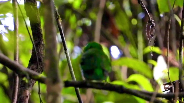 Green Broadbill - ML438122701