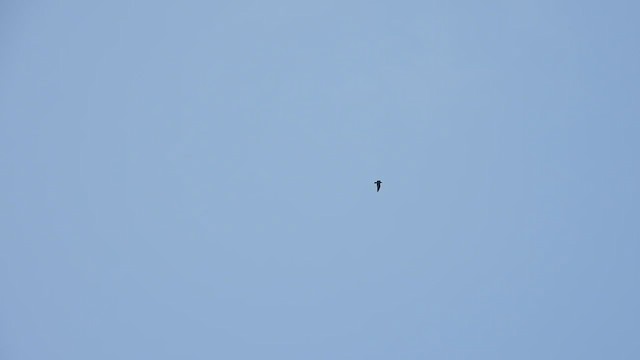 Bat Hawk - ML438123421