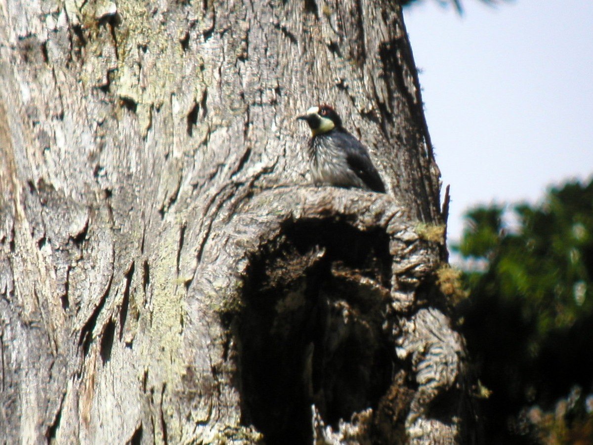 Acorn Woodpecker - ML43812411