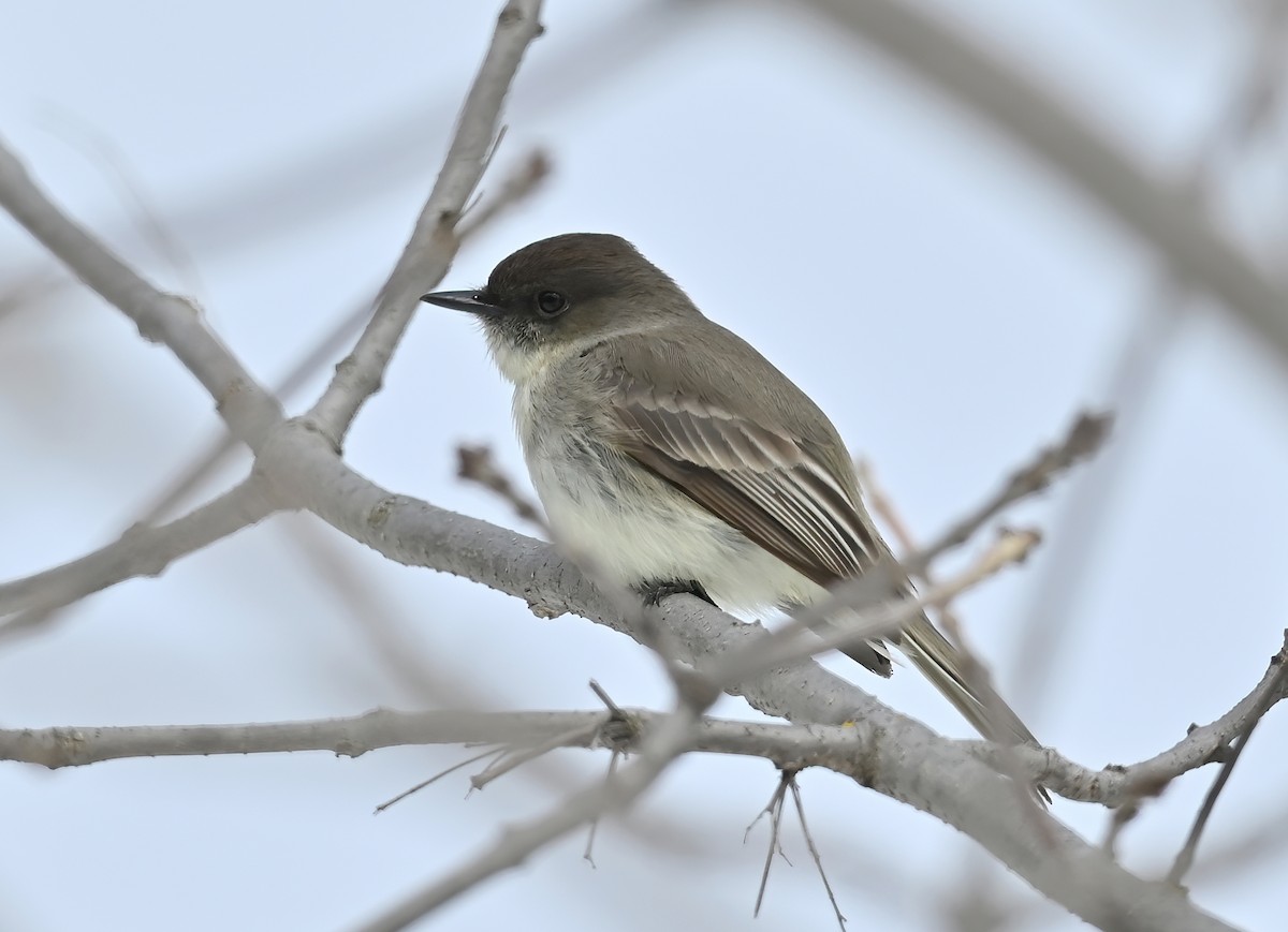 Eastern Phoebe - ML438124481