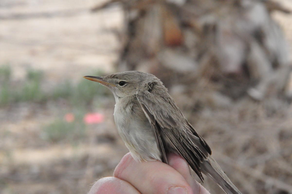 Eastern Olivaceous Warbler - ML438125301