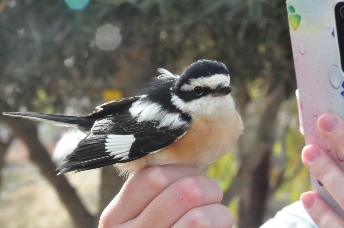 Masked Shrike - ML438125661