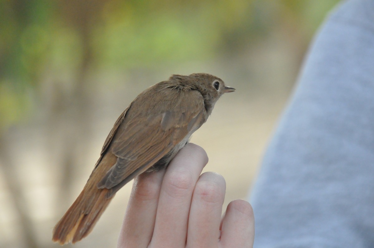 Common Nightingale - ML438125861