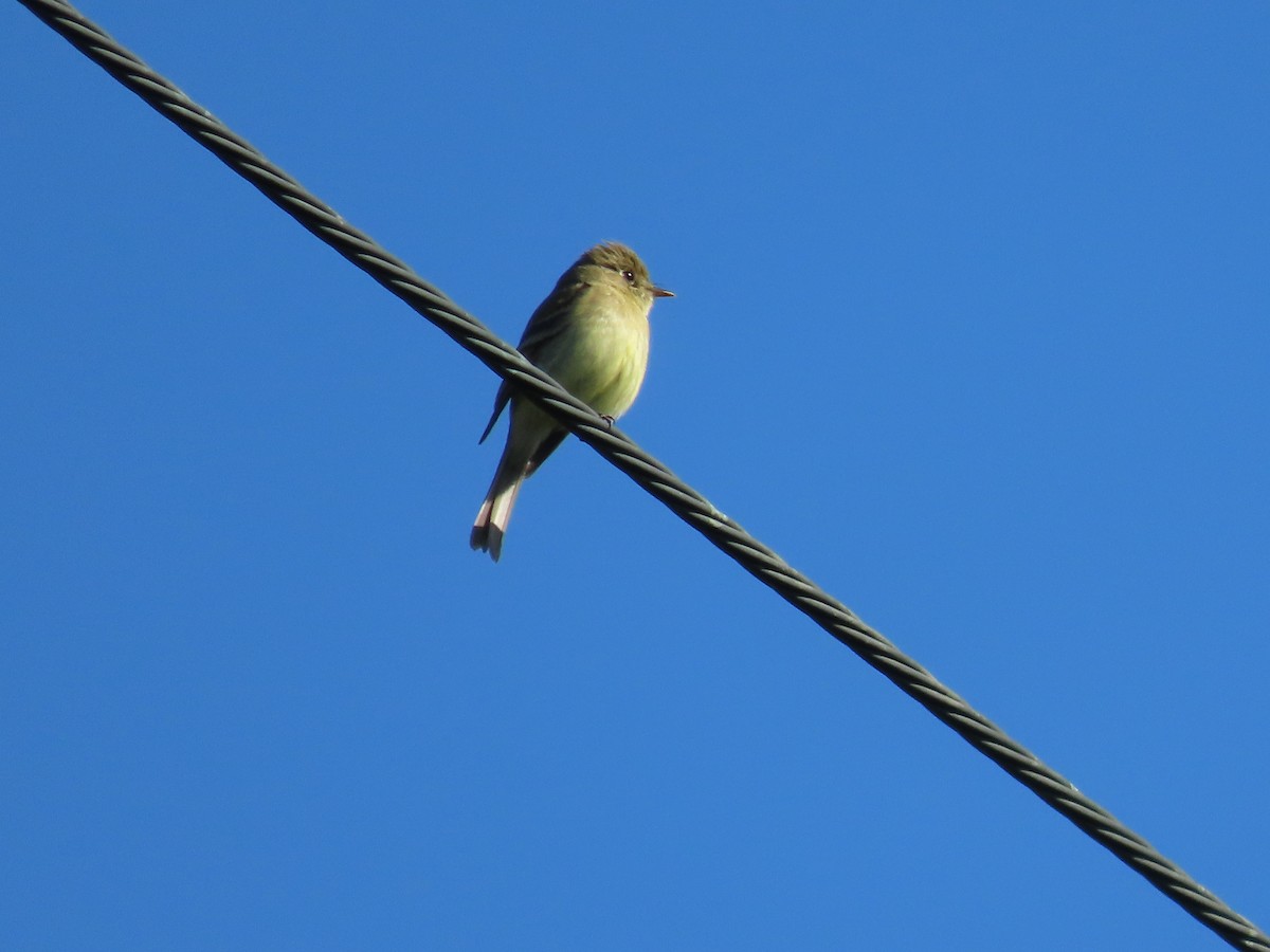 Western Flycatcher (Pacific-slope) - ML438126091