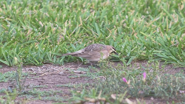 Horned Lark - ML438126211