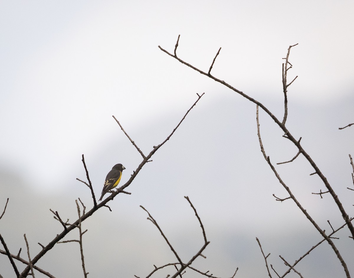 Spot-winged Grosbeak - ML438126301