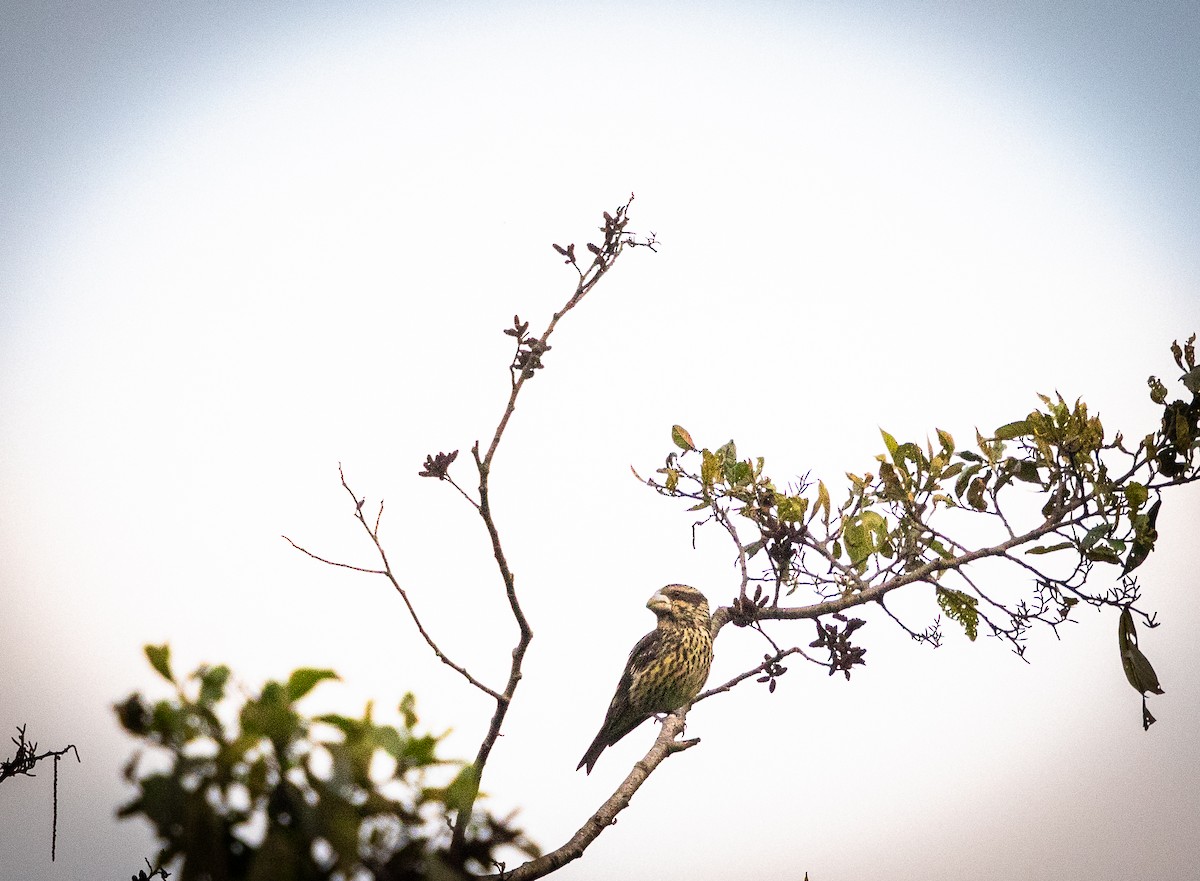 Spot-winged Grosbeak - ML438126311