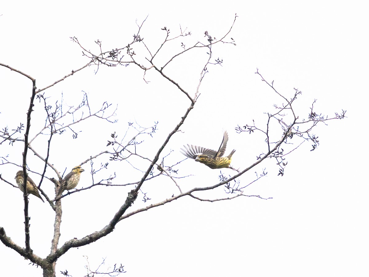 Spot-winged Grosbeak - ML438126321