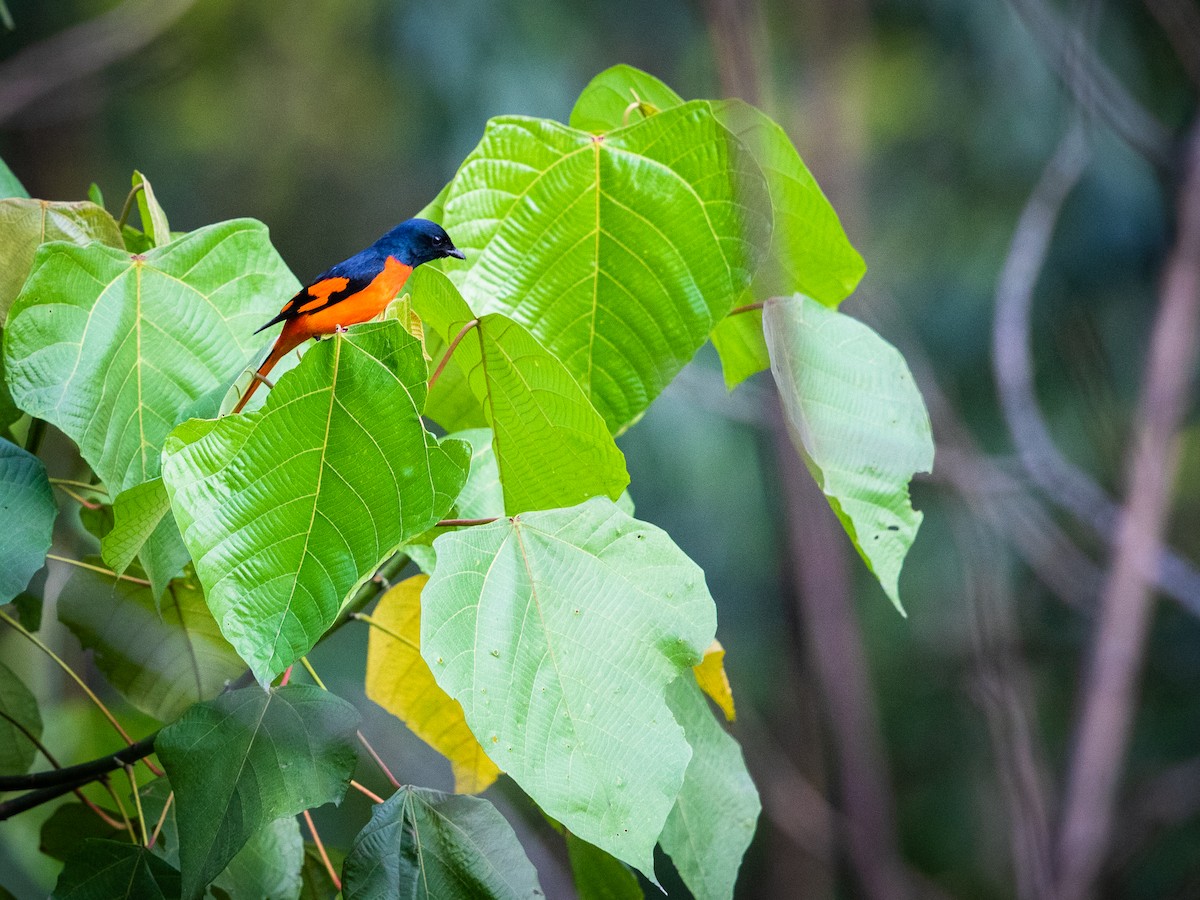 Scarlet Minivet - ML438127121