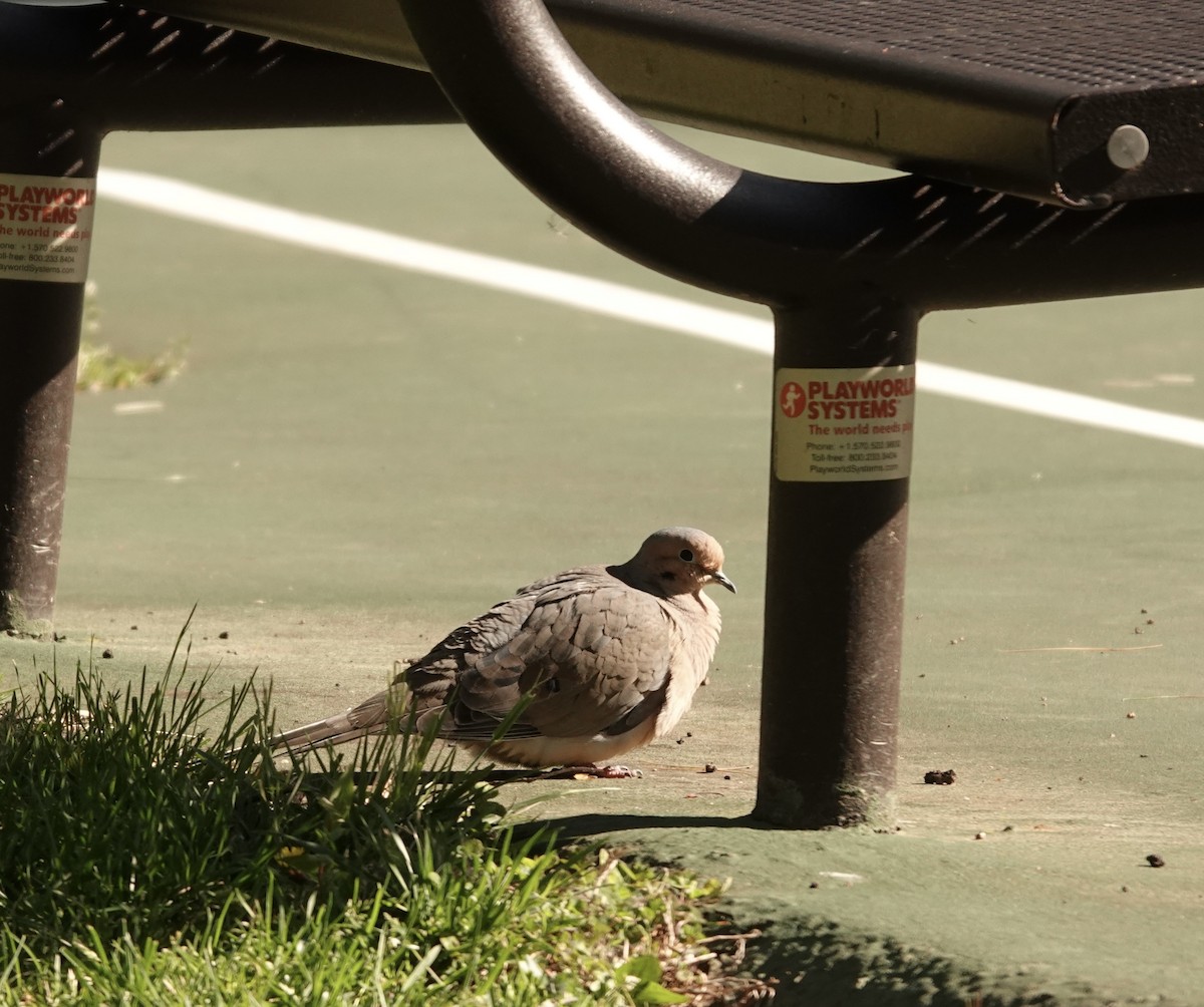 Maryland-DC Breeding Bird Atlas Checklist - 20 Apr 2022 - Wootton's ...