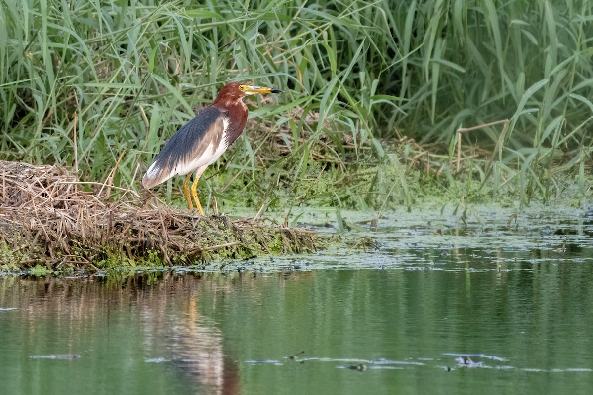 Chinese Pond-Heron - ML438127801