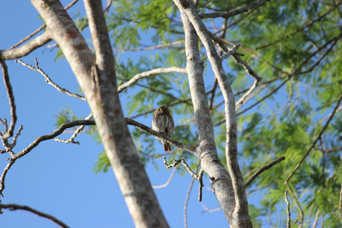 Ferruginous Pygmy-Owl - ML438128241