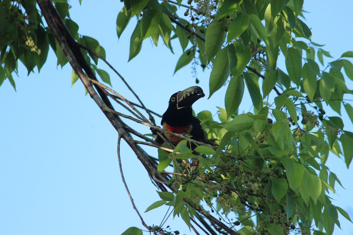 Collared Aracari - ML438128271